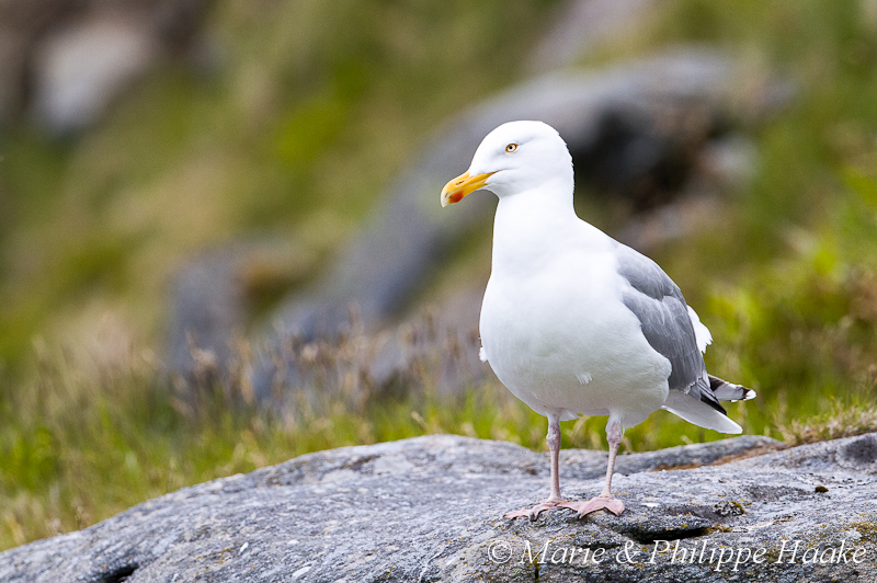 Goeland argente 9044.jpg - Goéland argenté, Larus argentatus, European Herring Gull (Runde, Norvège, juin 2012)